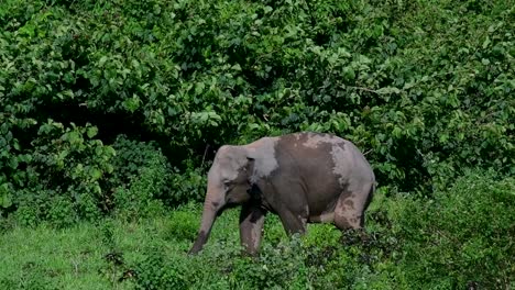 Los-Elefantes-Asiáticos-Son-Especies-En-Peligro-De-Extinción-Y-También-Son-Residentes-De-Tailandia