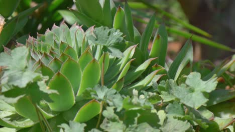 Big-green-common-houseleek-with-big-brown-seashells-garden-decoration