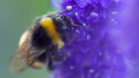 macro shot of bumblebee collecting pollen of purple flower in sunlight