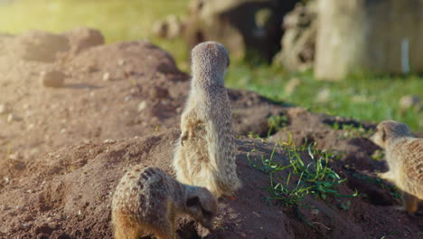 meerkat guarding and looking for birds whilst another meerkat is digging a hole