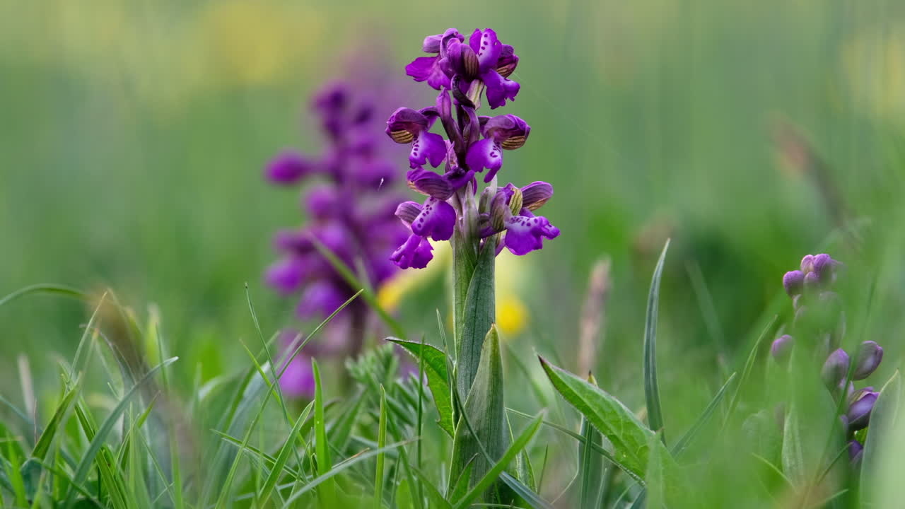 Nærbilde av en grønnvinget orkidéblomst på en engelsk eng på en solrik vårdag, Worcestershire, England.