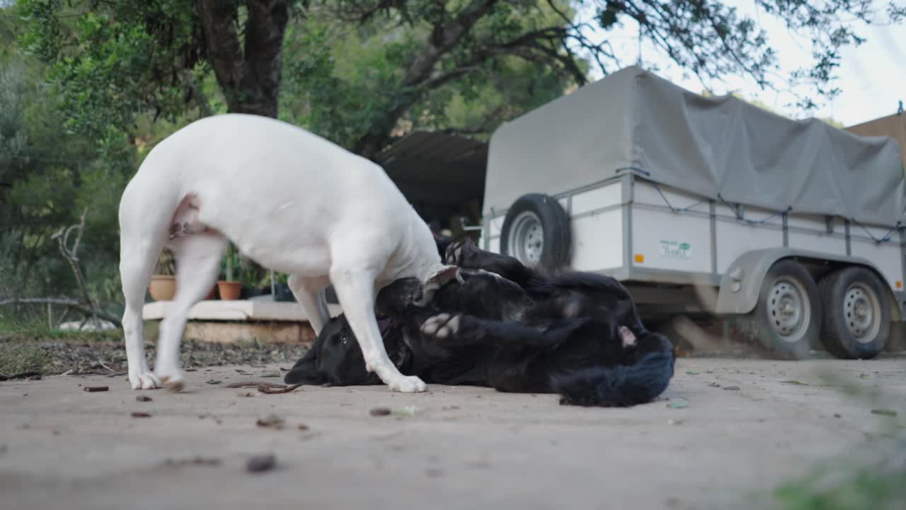 Two dogs playing in a garden