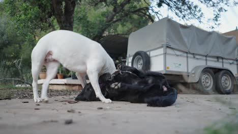 two dogs playing in a garden