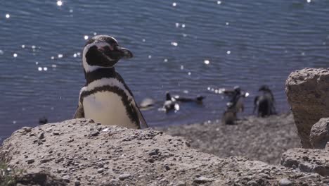 magellanic penguin shaking head, with glittering sea background - spheniscus magellanicus - slow motion view