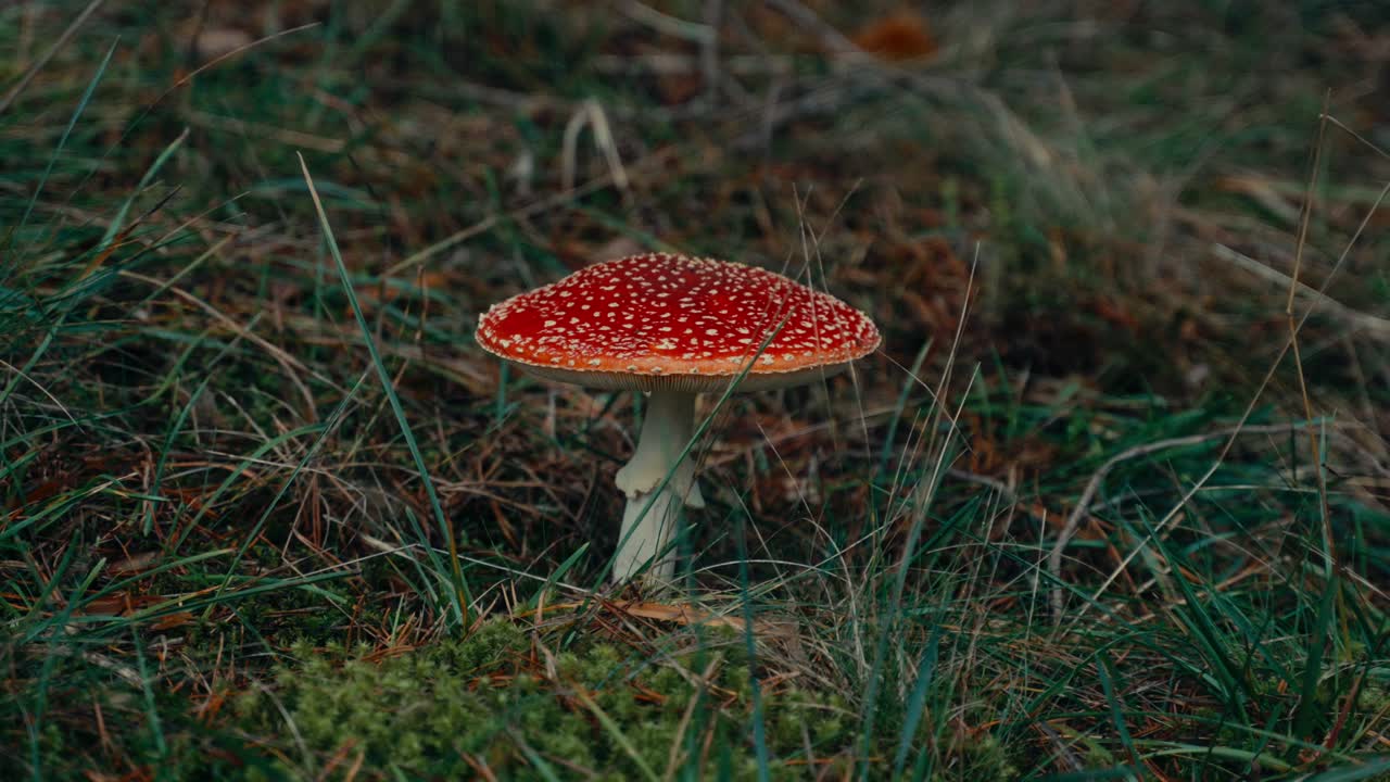 Red Fly Agaric Mushroom with White Spots on Forest Floor