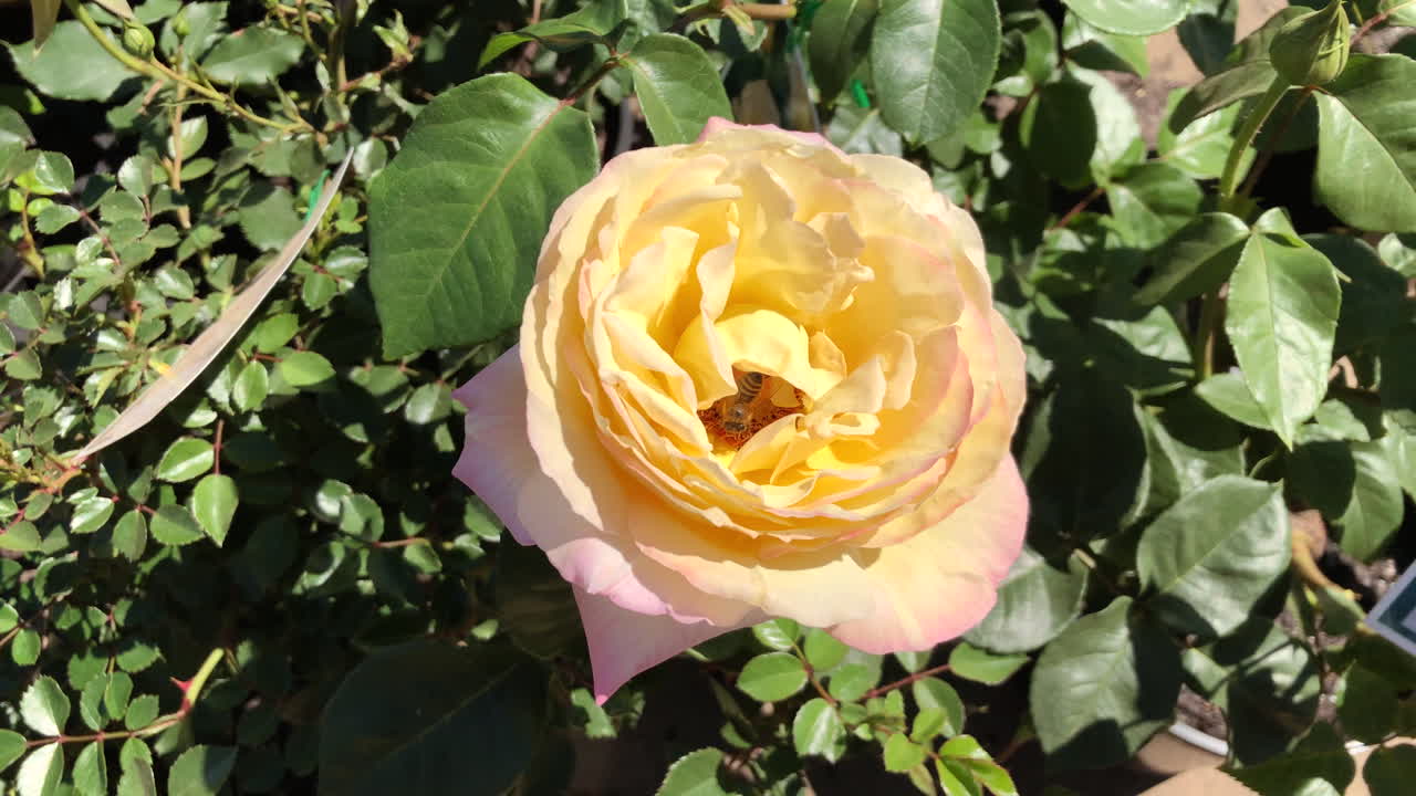 노란 장미 안에서 꽃가루를 모으는 바쁜 꿀벌