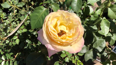 busy bee collecting pollen from within a yellow rose