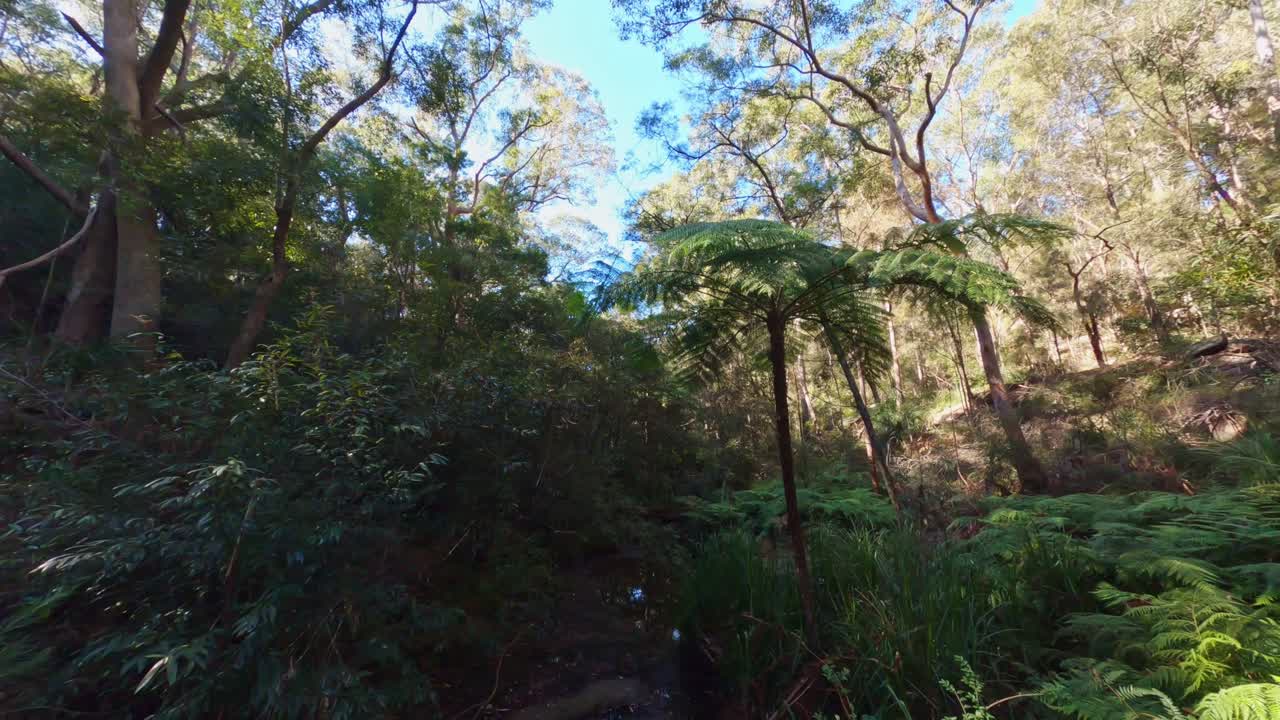 Forest Creek Morning Sunlight - Cine Flight