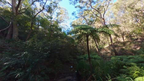 forest creek morning sunlight - cine flight