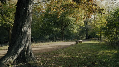 tree and a bench on a wooded pathway, oxford