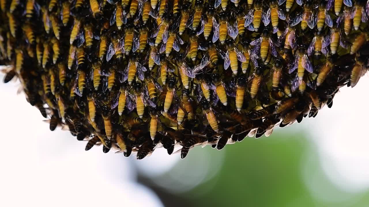 se sabe que las abejas melíferas gigantes construyen grandes colonias de nidos con bolsillos simétricos hechos de cera para almacenar miel como fuente de alimento.