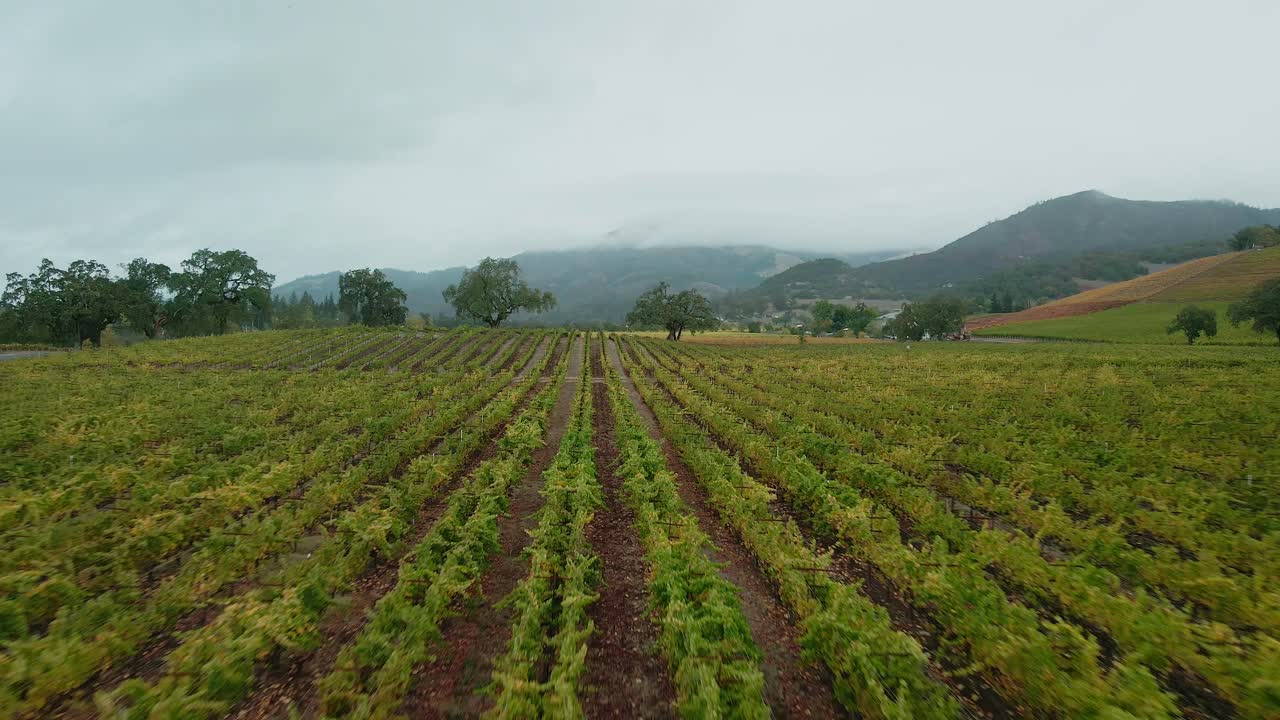 캘리포니아 나파 밸리에 있는 포도원 위로 저고도 드론 비행