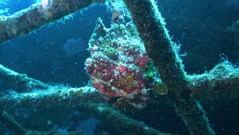 Side-view-of-a-colorful-frogfish-hanging-on-the-ledge-of-a-shipwreck