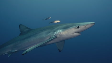 Large-Blue-Shark-swimming-towards-the-water-surface-with-light-reflections-and-small-fish-around-it