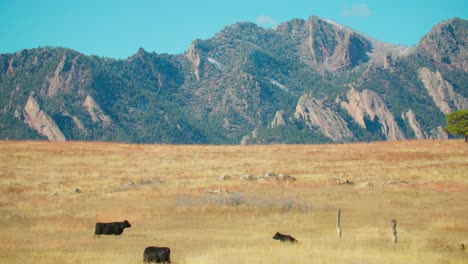 cows in open pasture in front on mountain range, countryside cattle ranch