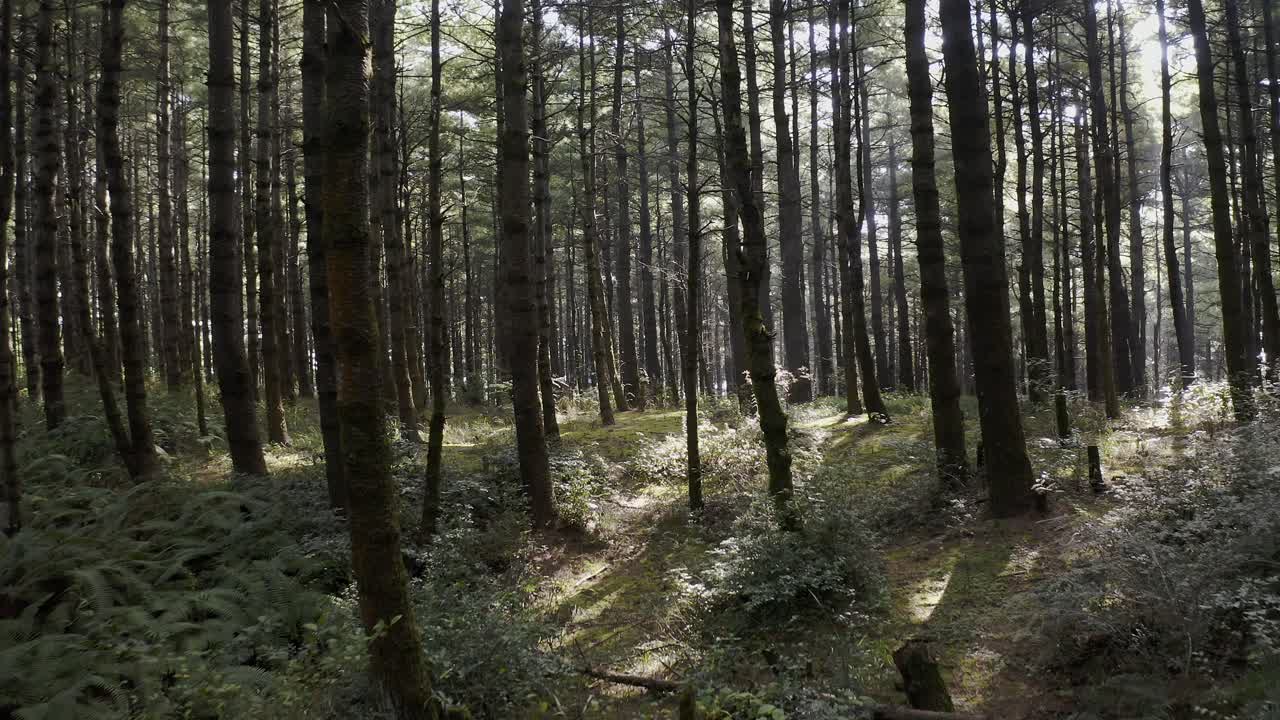 bosques de monte cangshan en china, vuelo aéreo de muñecas a través de los árboles