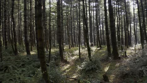 Mount-Cangshan-forests-in-China,-dolly-aerial-flight-through-trees