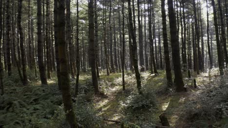bosques de monte cangshan en china, vuelo aéreo de muñecas a través de los árboles