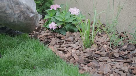 close-up of a gardener pouring bark mulch around plants in a flower bed, enhancing soil moisture retention and garden aesthetics. focus on gardening and landscaping techniques