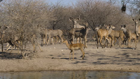 Eine-Kudu-Zuchtherde-Steht-Im-Hintergrund,-Während-Sich-Im-Vordergrund-Ein-Wasserbecken-Kräuselt