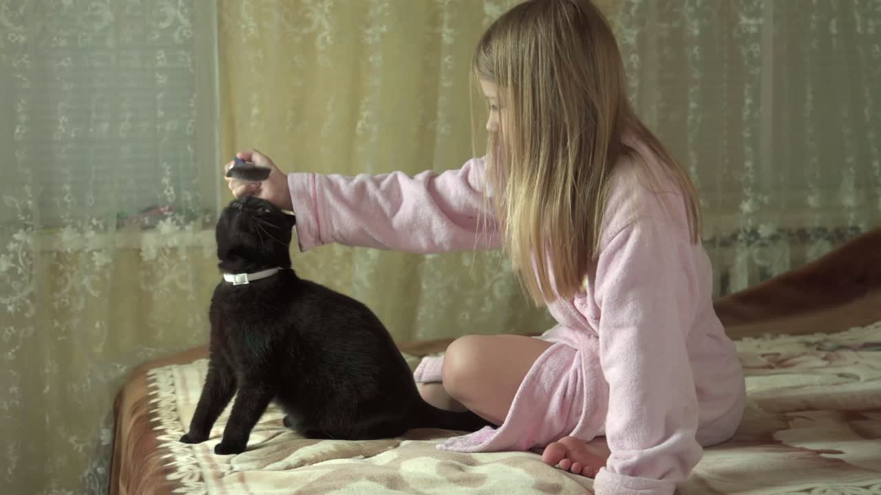 Girl combs hair of her cat with special brush for animals.