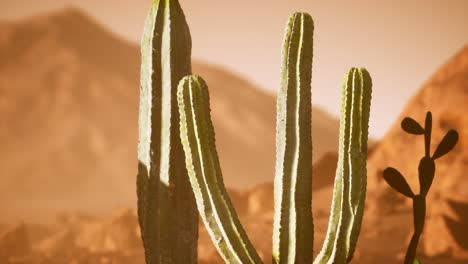 Atardecer-En-El-Desierto-De-Arizona-Con-Cactus-Saguaro-Gigante