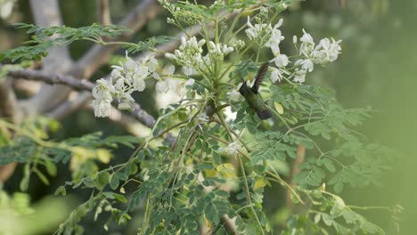 Cute-Hummingbird-in-slow-motion-feeding-on-white-blossoms-of-a-tree-in-a-tropical-environment