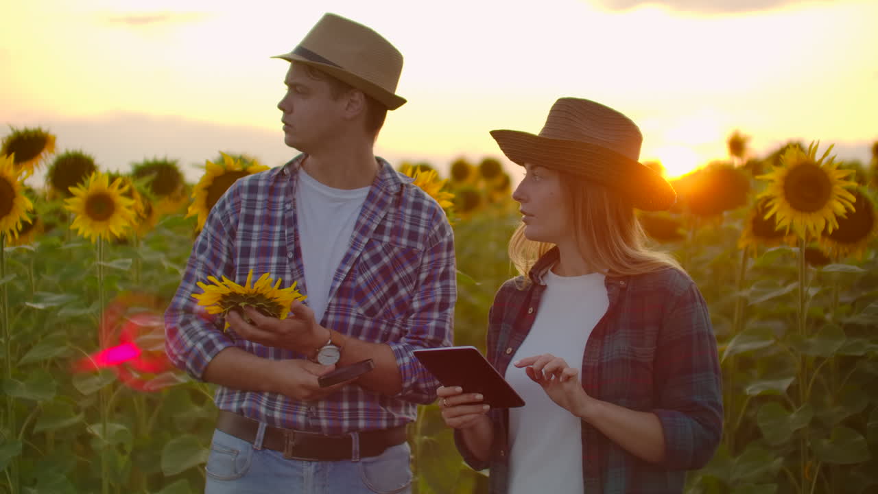 una joven pareja de agricultores está estudiando un girasol con una lupa en el campo al atardecer. escriben sus propiedades básicas en una tableta.