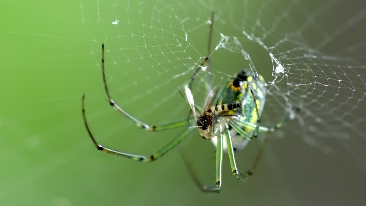 Nature's Predator: Green Spider Catching a Insect in its Web