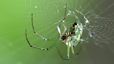 nature's predator: green spider catching a insect in its web