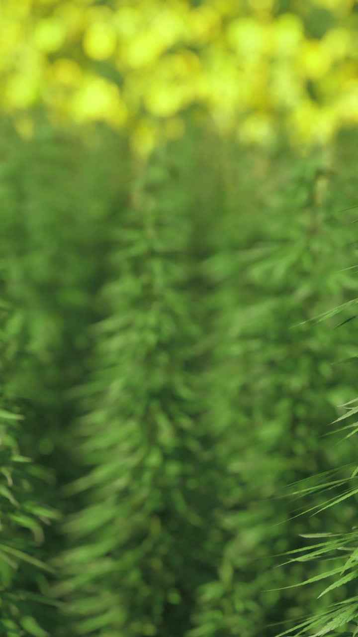 Alte piante verdi che crescono in un campo in pieno giorno