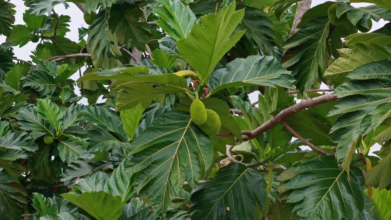 Close up of jackfruit growing on a tree with large leaves