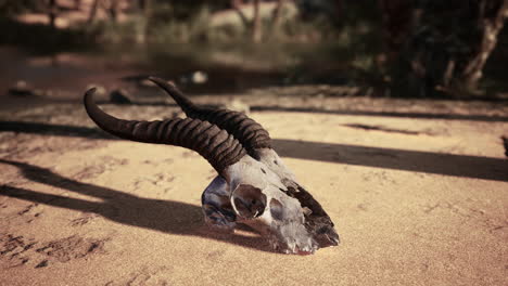 animal skull in the desert