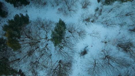 Delgadas-Ramas-Y-árboles-Sin-Hojas-Se-Pegan-Contra-Las-Coníferas-En-El-Bosque-Helado-Cubierto-De-Nieve,-Aéreo