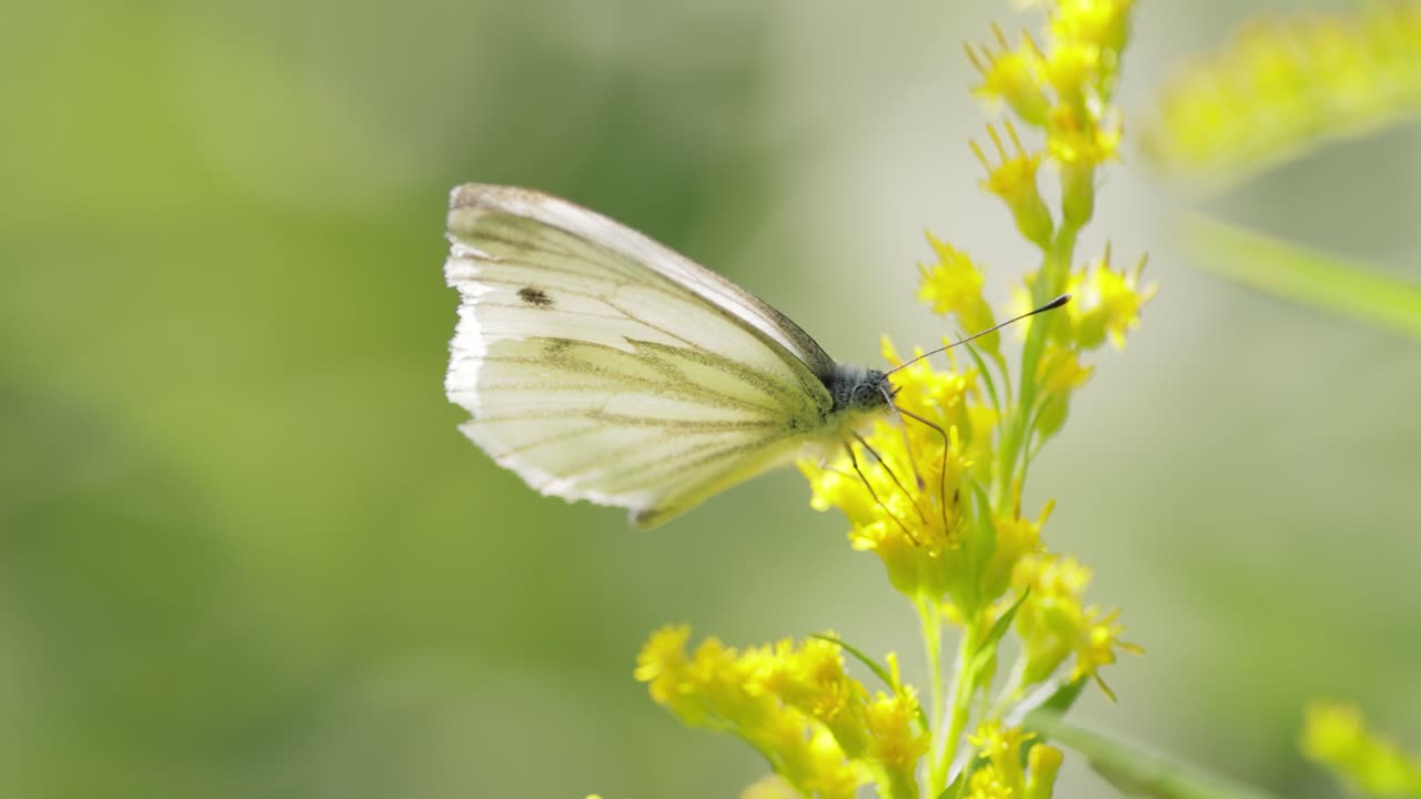 Pieris brassicae, la cavolaia maggiore, anche chiamata farfalla del cavolo. La cavolaia maggiore è comune in tutta Europa, Nord Africa e Asia, spesso in aree agricole, prati e parchi