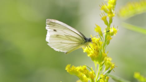 pieris brassicae, the large white butterfly, also called cabbage butterfly. large white is common throughout europe, north africa and asia often in agricultural areas, meadows and parkland.