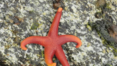 Zeitraffer-Bewegung-Eines-Ockerfarbenen-Seesterns-Pisaster-Ochraceus,-Der-Sich-über-Einen-Felsen-Auf-George-Island-Im-Südosten-Von-Alaska-Bewegt