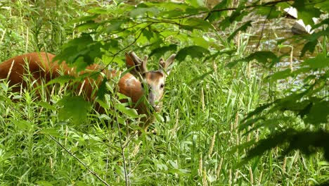 cuerno de ciervo comiendo en la hierba verde cerca de la orilla del río