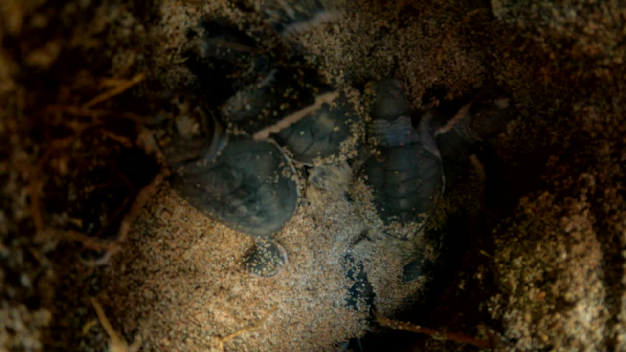 adorables tortuguitas tratando de trepar desde su nido -cerrar