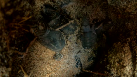 adorable little turtle hatchlings trying to crawl up from their nest -close up