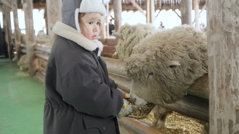 little girl feeds sheep with dried grass from the busket in daegwallyeong sheep farm in south korea on winter day