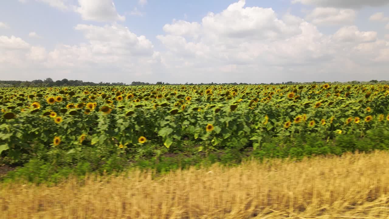 gran campo de girasol listo para la cosecha