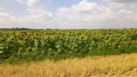 Großes-Sonnenblumenfeld-Bereit-Für-Die-Ernte