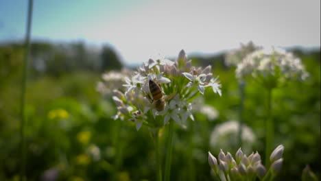 Nahaufnahme-Einer-Hummel,-Die-Eine-Wildblume-Bestäubt