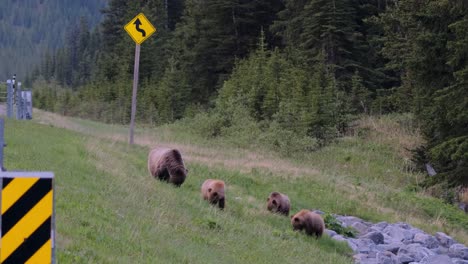 a mother bear leads her three cubs along the edge of a forested road as the evening light fades, highlighting the intersection of nature and human infrastructure