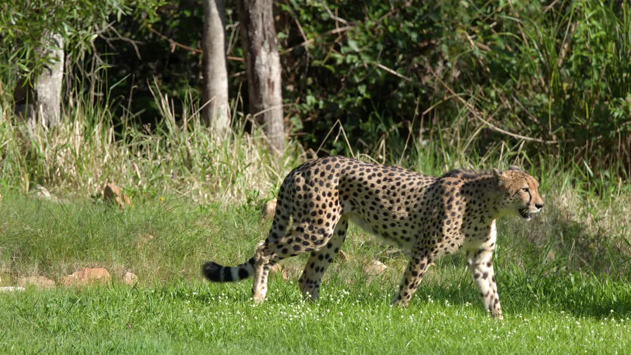 Um guepardo caminha por um campo verdejante em plena luz do dia, de perfil.