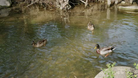 patos mallard nadando en el arroyo con agua clara