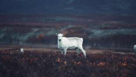 Eine-Nahaufnahme-Eines-Jungen-Rentiers-In-Der-Herbstlichen-Tundra-Auf-Dem-Stokkedalen-plateau