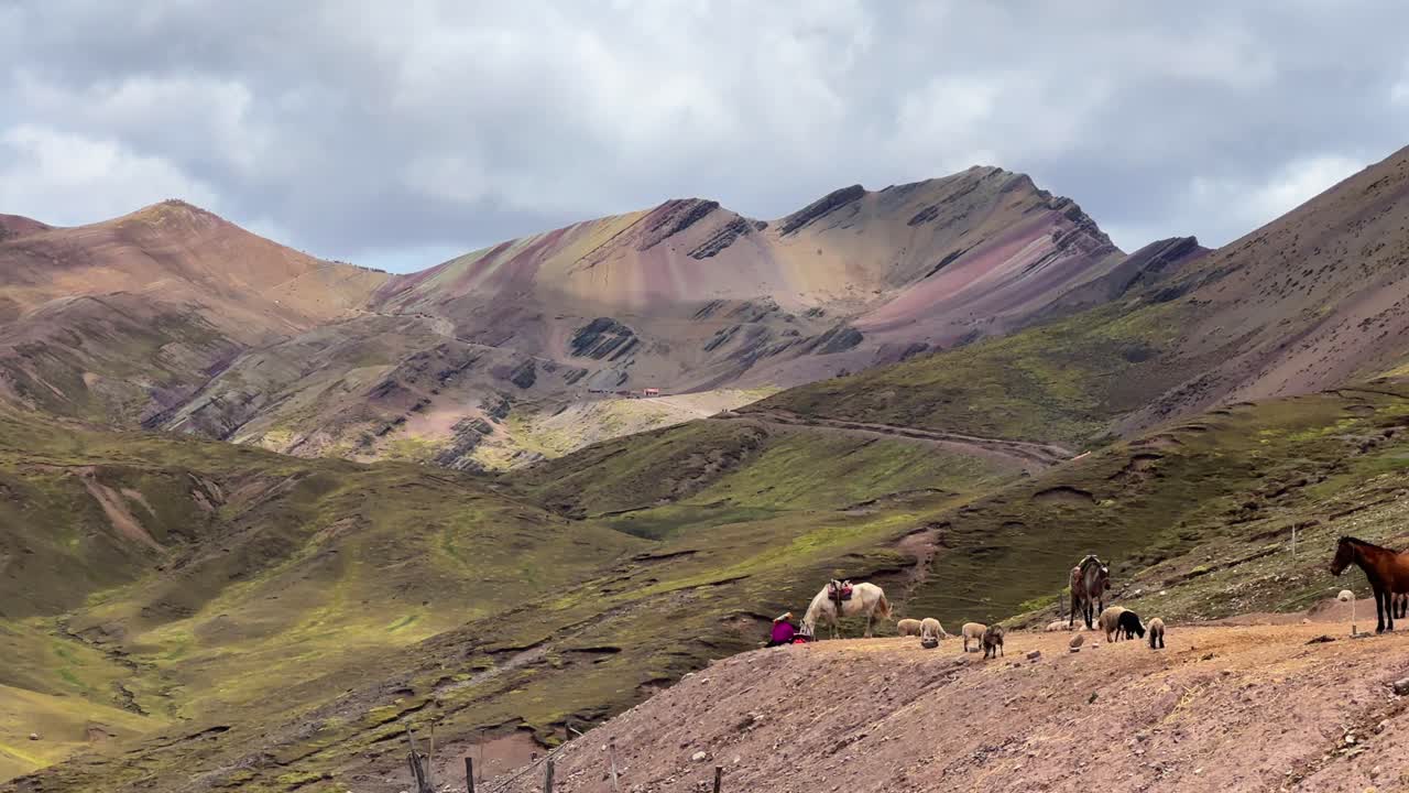 Gökkuşağı Dağı patika başlangıcı lamalar Vinicunca Peru sabah mavi gökyüzü Yedi Renkli Dağ Palccoyo Peru Andları Kızıl Vadi çizgili tepeler yedi renkli Cusco Bölgesi manzara sola kaydırma hareketi