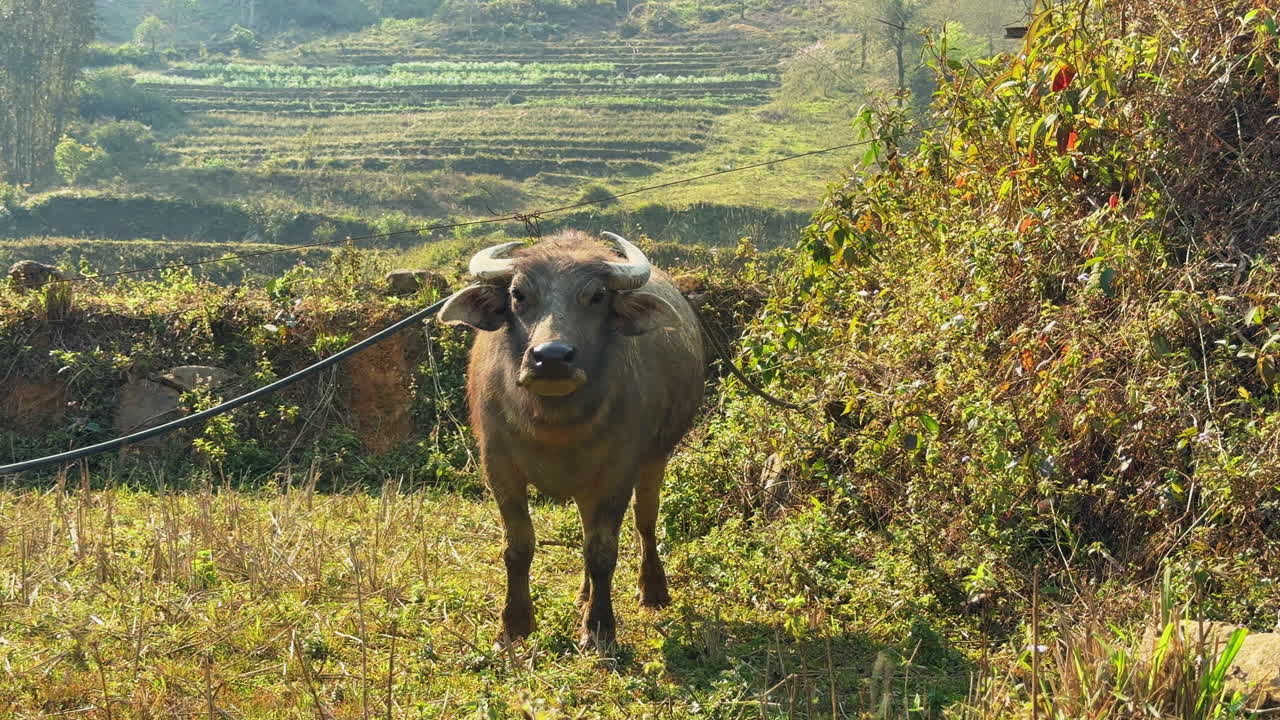 A horned bull tied with a cord in a field.
